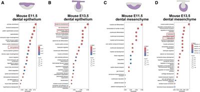 Spatial and temporal gene expression patterns during early human odontogenesis process